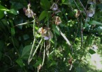 Wajira grahamiana