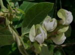 Wajira grahamiana
