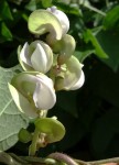 Wajira grahamiana