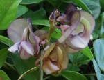 Wajira grahamiana