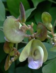 Wajira grahamiana