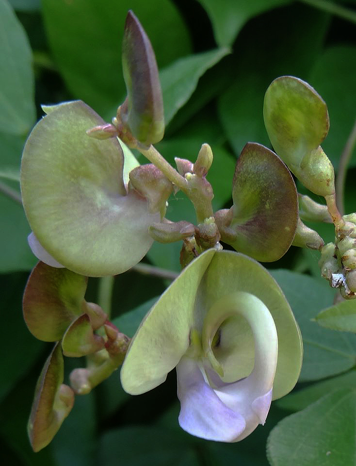 Wajira grahamiana