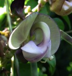 Wajira grahamiana