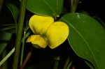 Sphenostylis erecta subsp. erecta