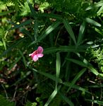 Sphenostylis stenocarpa