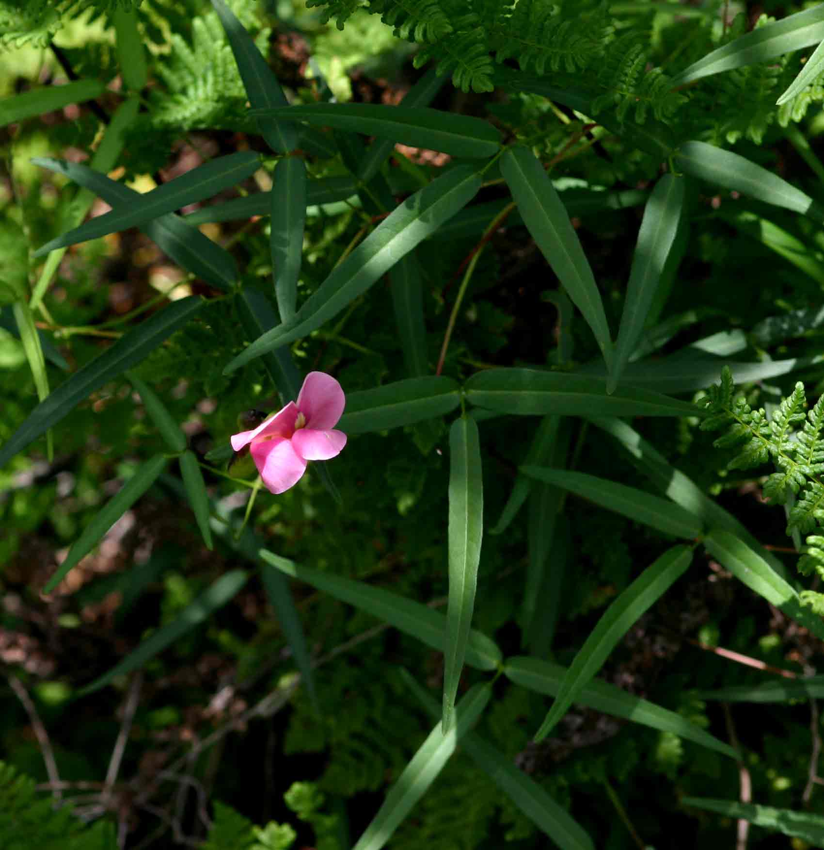 Sphenostylis stenocarpa