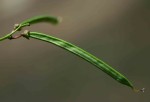 Sphenostylis stenocarpa