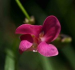 Sphenostylis stenocarpa