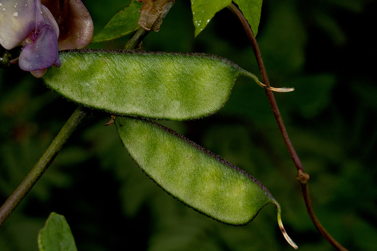 Lablab purpureus subsp. uncinatus