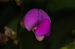 Lablab purpureus subsp. uncinatus
