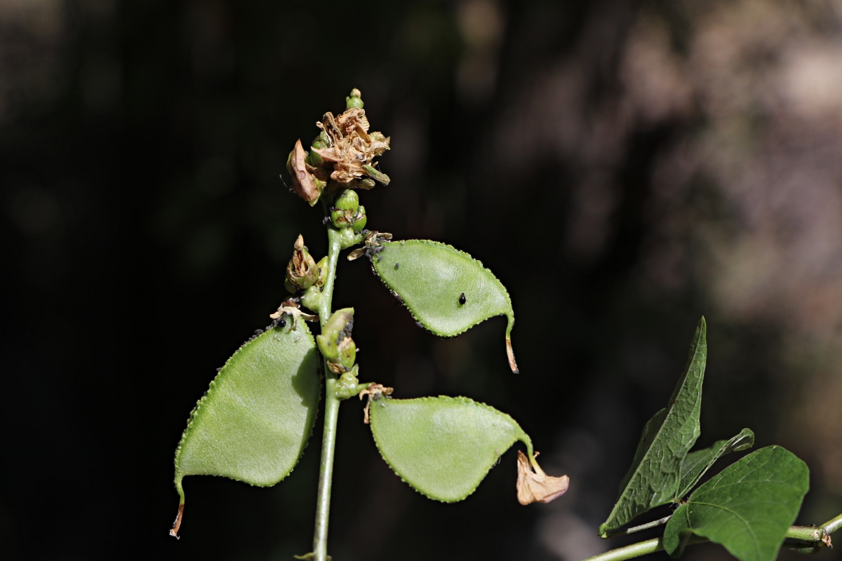 Lablab purpureus subsp. uncinatus