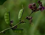 Lablab purpureus subsp. uncinatus