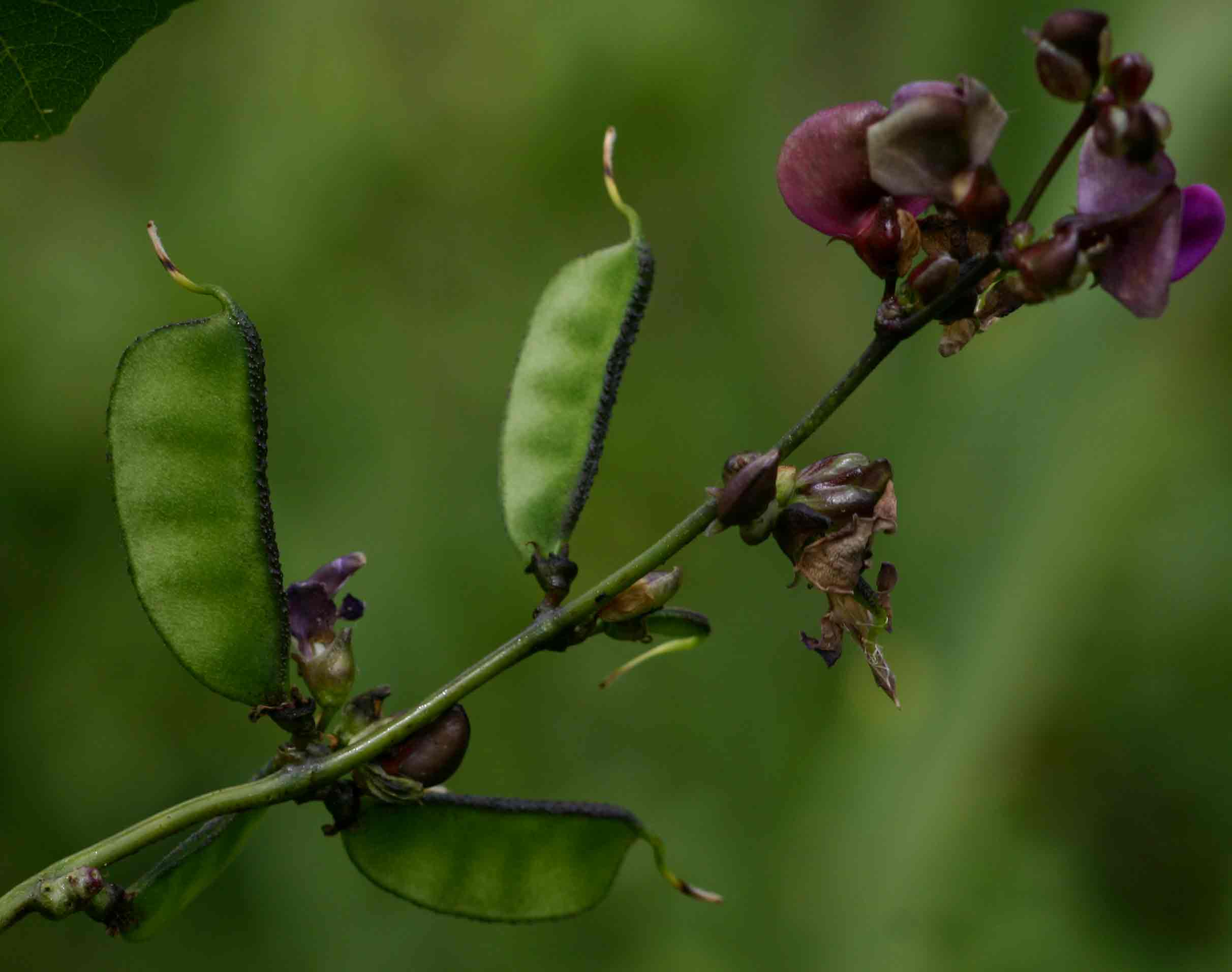 Lablab purpureus subsp. uncinatus