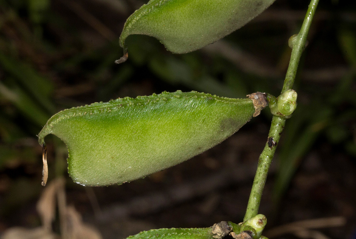 Lablab purpureus subsp. uncinatus