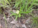 Macrotyloma stipulosum