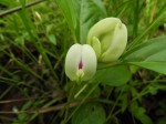 Macrotyloma stipulosum