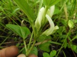 Macrotyloma stipulosum