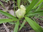 Macrotyloma stipulosum