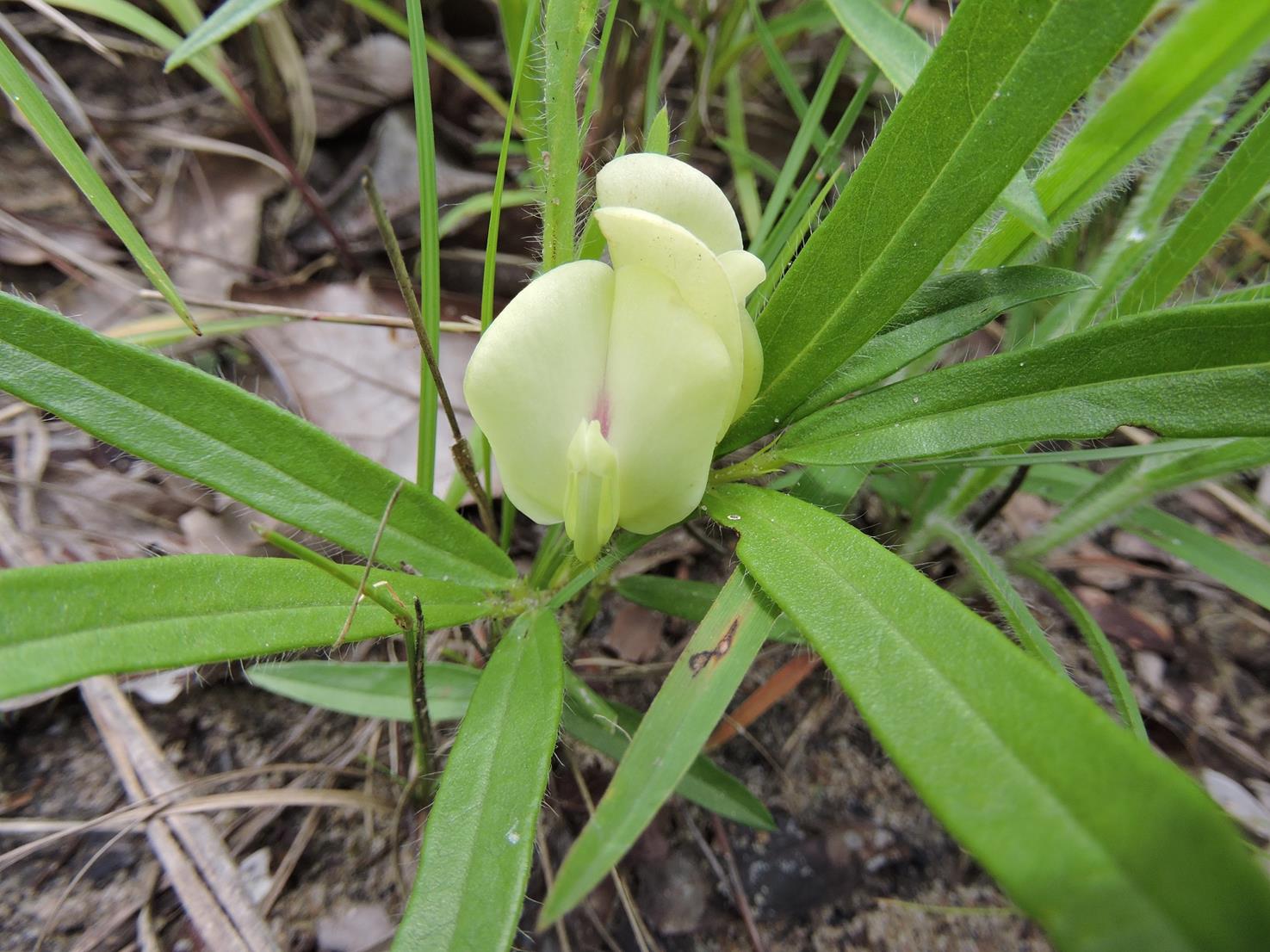 Macrotyloma stipulosum