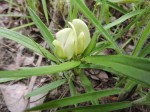 Macrotyloma stipulosum