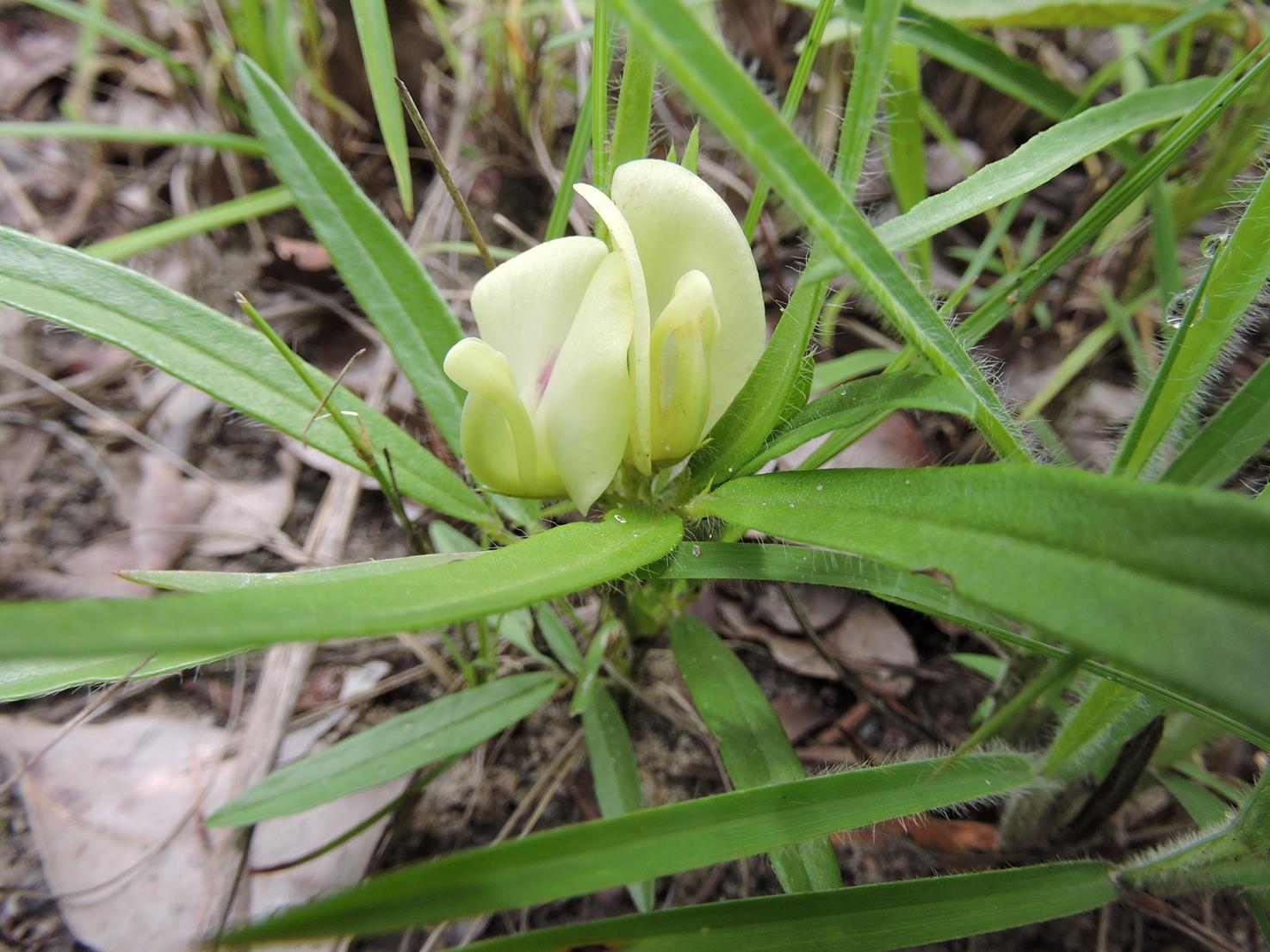 Macrotyloma stipulosum