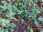 Psophocarpus lancifolius