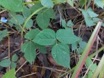 Psophocarpus lancifolius