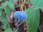 Psophocarpus lancifolius