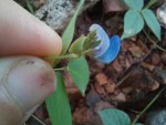 Psophocarpus lancifolius