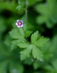 Geranium arabicum subsp. arabicum