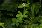 Geranium arabicum subsp. arabicum