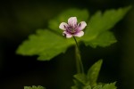 Geranium arabicum subsp. arabicum