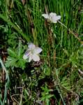 Geranium incanum subsp. nyassense