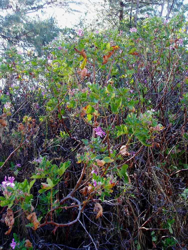 Pelargonium graveolens