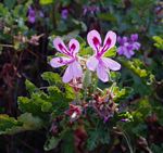 Pelargonium graveolens
