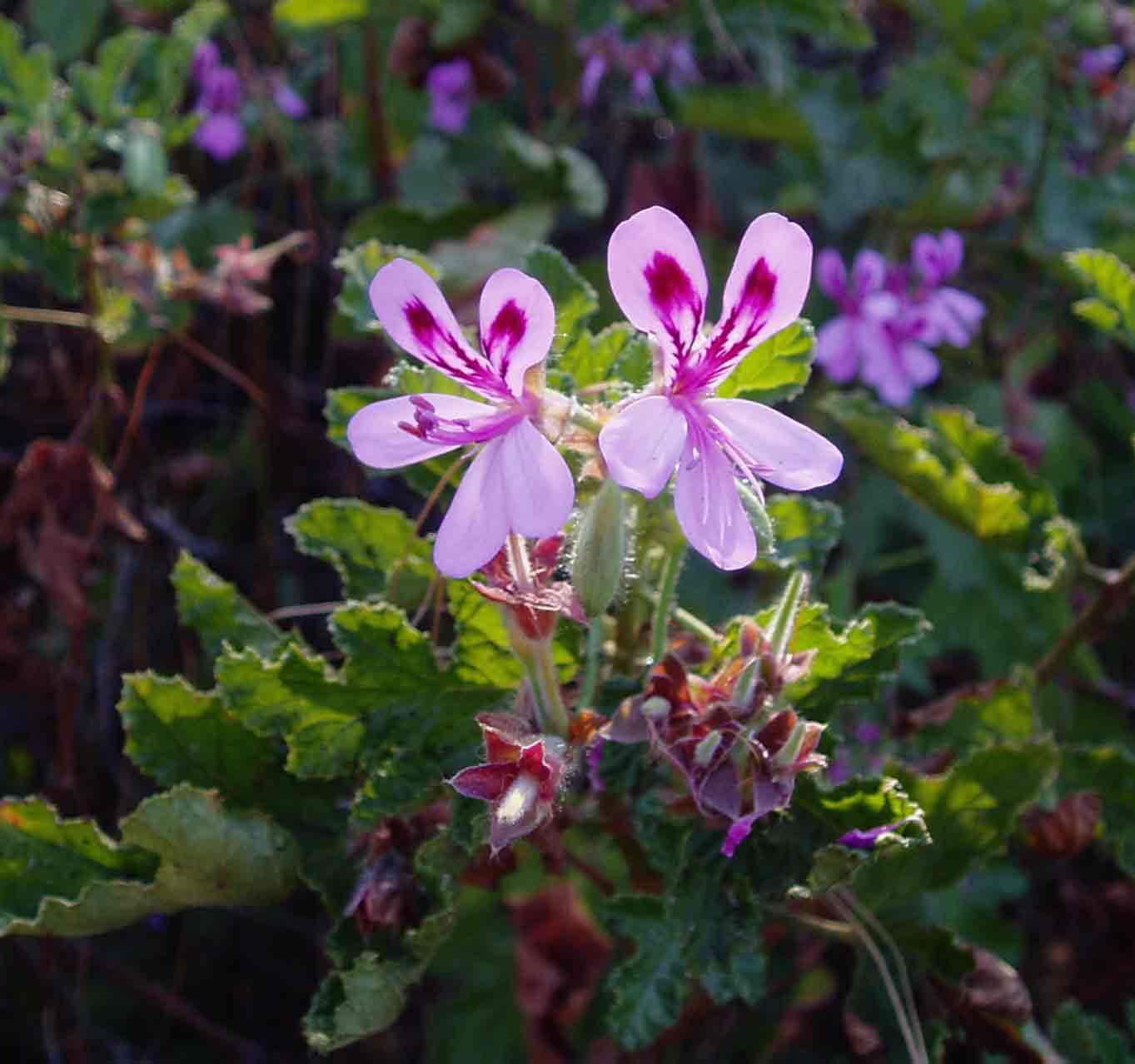 Pelargonium graveolens