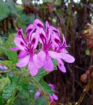 Pelargonium graveolens