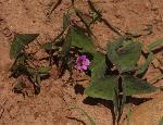 Oxalis latifolia