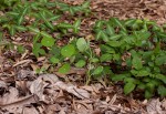 Tropaeolum majus