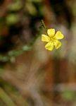 Linum thunbergii