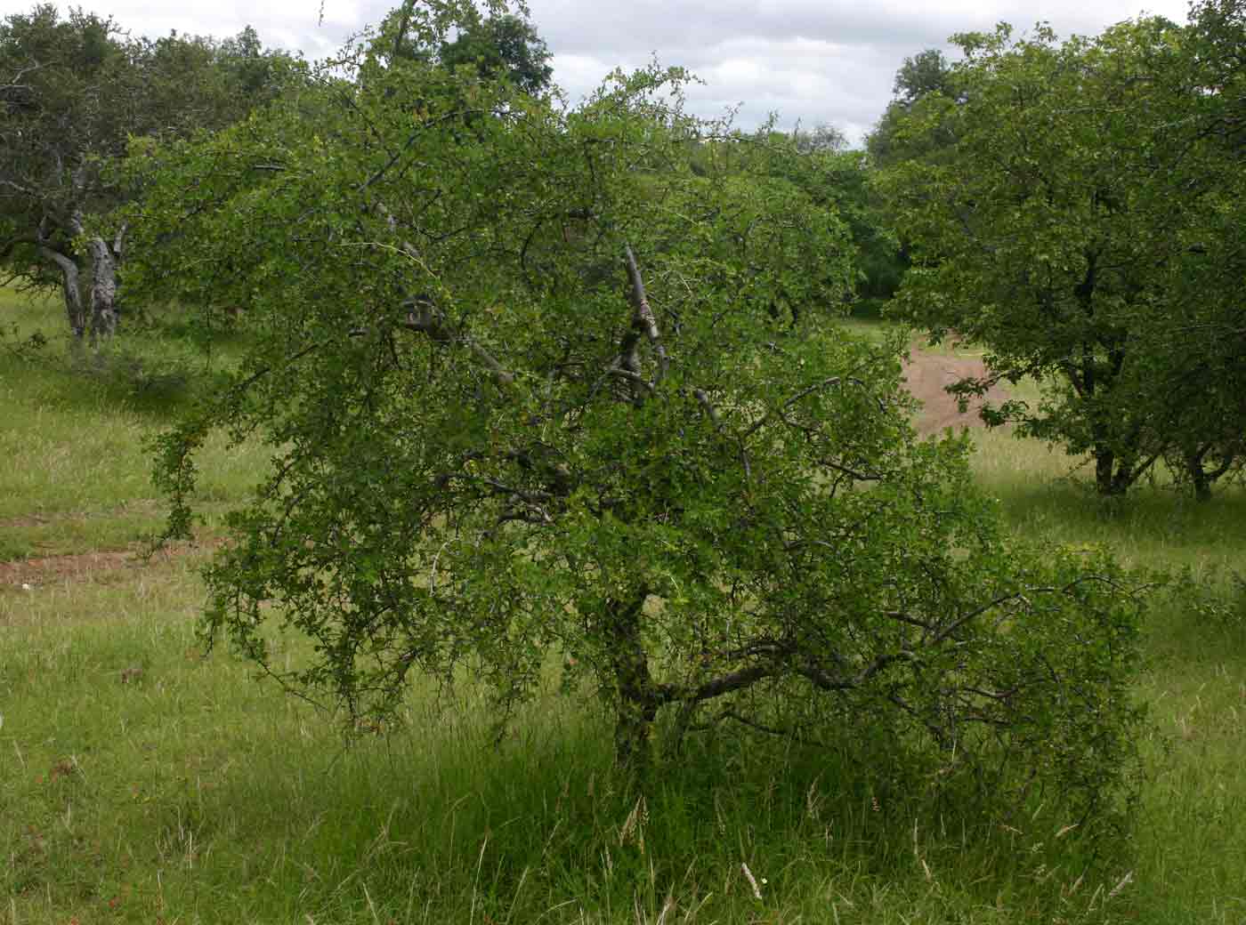 Commiphora africana