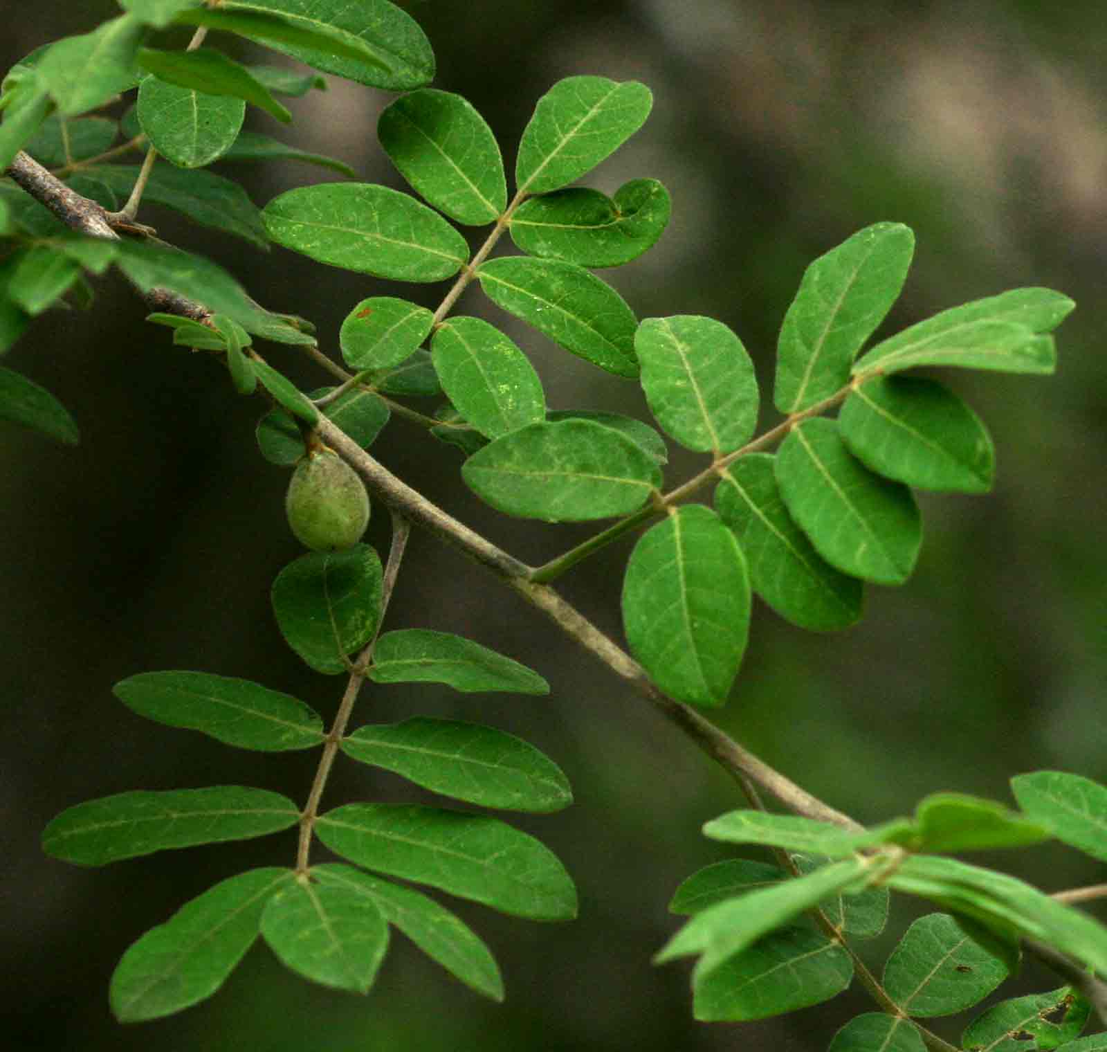 Commiphora mollis