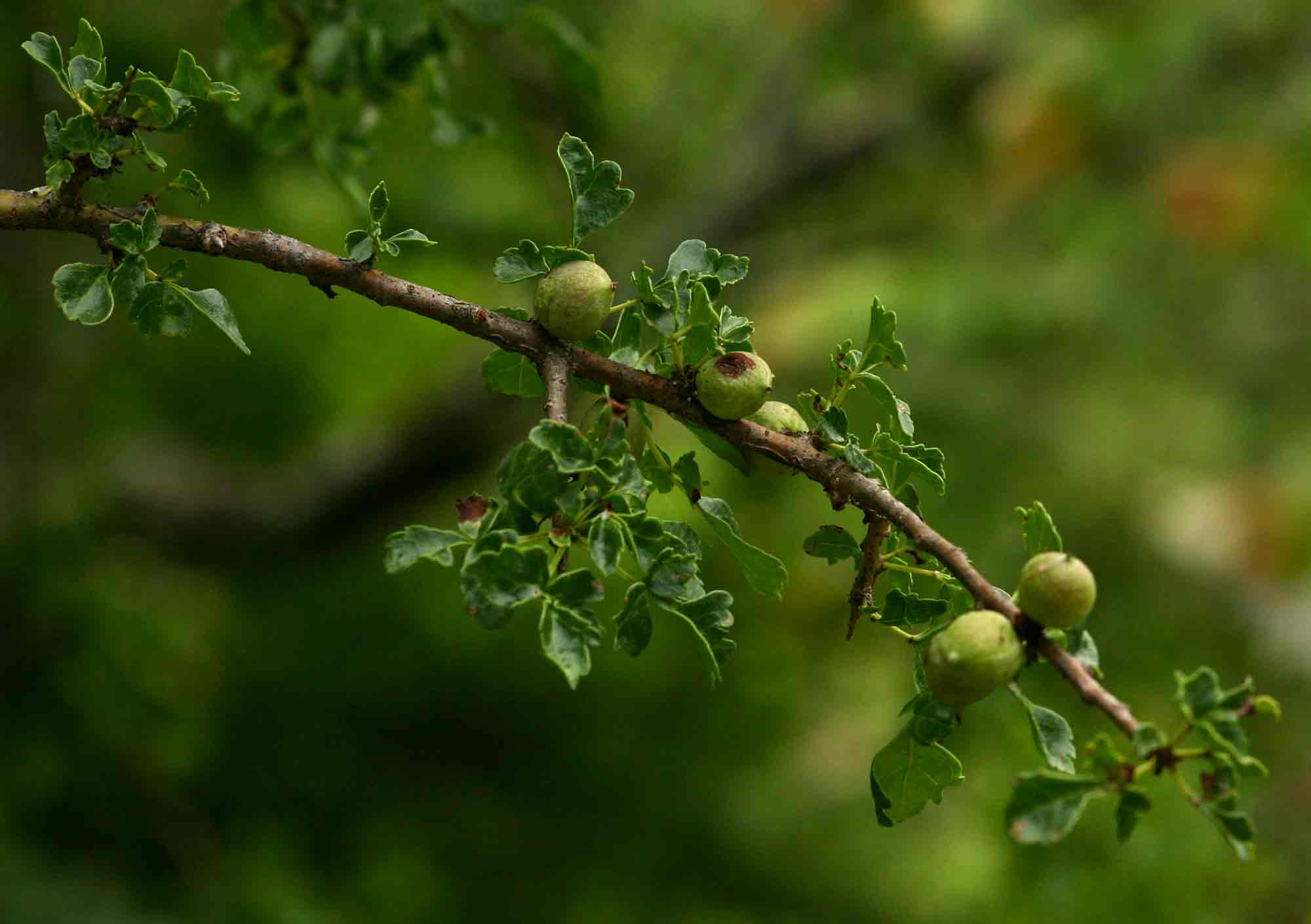 Commiphora schimperi