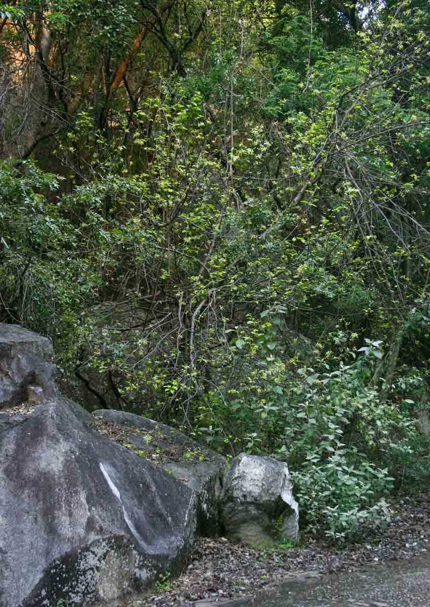 Turraea floribunda