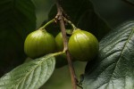 Turraea floribunda
