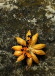 Turraea floribunda