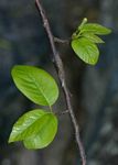 Turraea floribunda