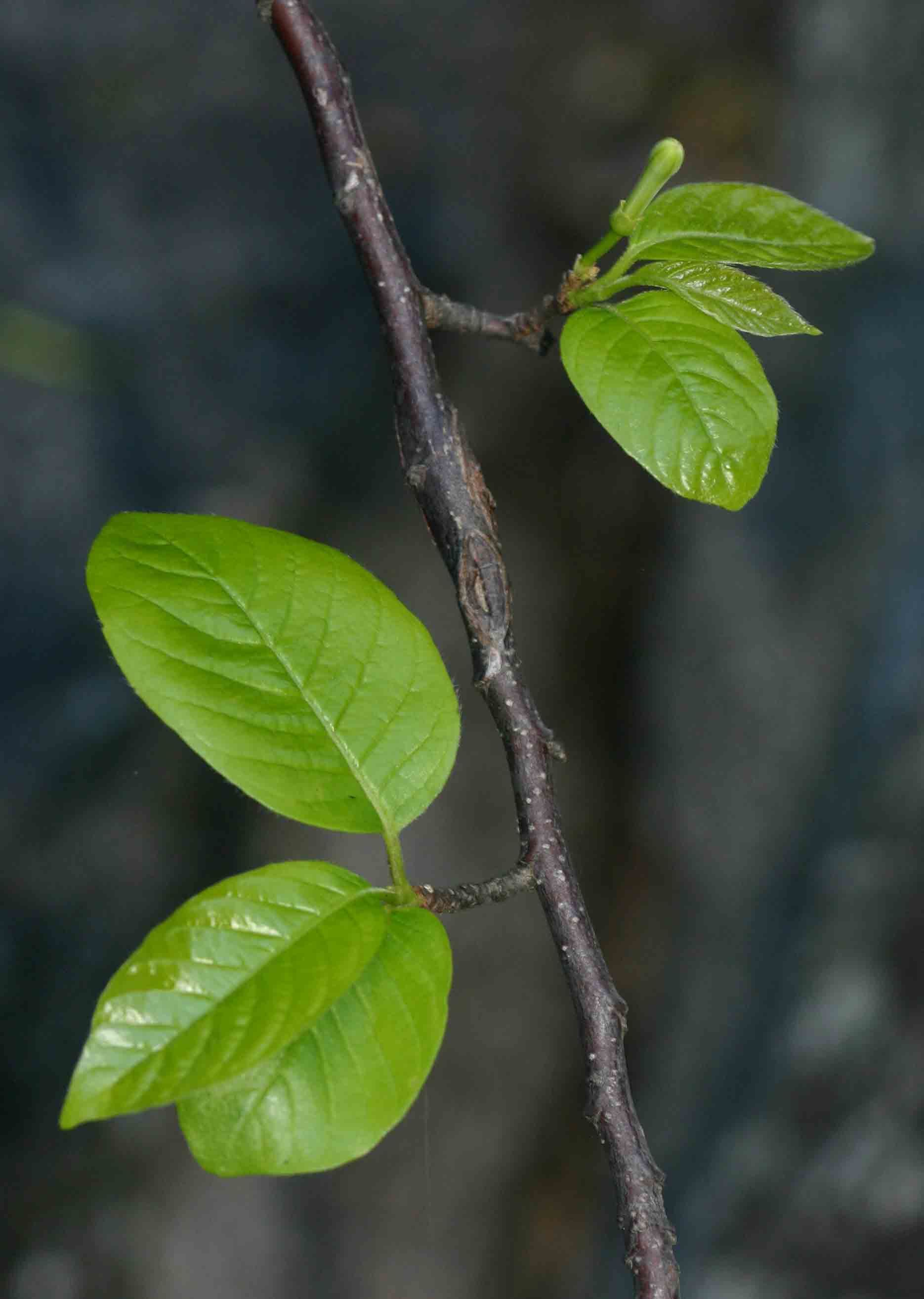 Turraea floribunda