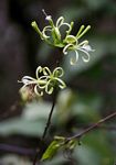 Turraea floribunda