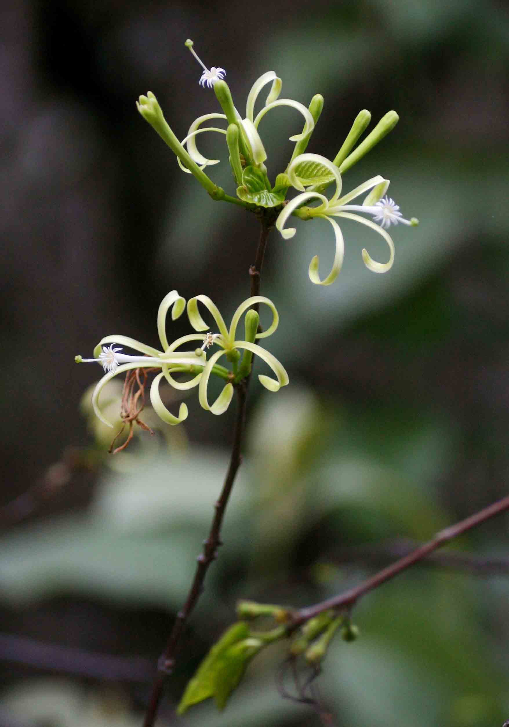 Turraea floribunda